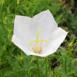 Campanula carpatica 'Weiße Clips': Bild 1/1