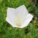 Campanula carpatica 'Weiße Clips' - Karpaten-Glockenblume