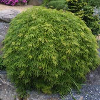 Japanischer Schlitzahorn - Acer palmatum 'Dissectum' - grn