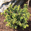 Taxus media 'Nidiformis': Bild 1/1