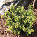 Taxus media 'Nidiformis' - Kisseneibe
