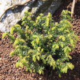 Taxus media 'Nidiformis' - Kisseneibe