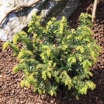 Taxus media 'Nidiformis'