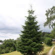 Abies grandis: Bild 1/2