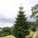 Abies grandis - Riesentanne