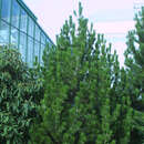 Pinus heldreichii - Schlangenhautkiefer