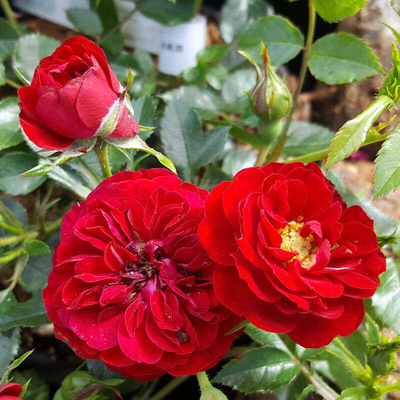 Bodendeckerrose Rot Rose Rote The Fairy Rot