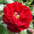 Rose 'Rote The Fairy': Bild 1/5