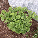 Ginkgo biloba 'Troll' - Zwerg-Ginkgo
