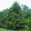 Tsuga canadensis - Hemlockstanne