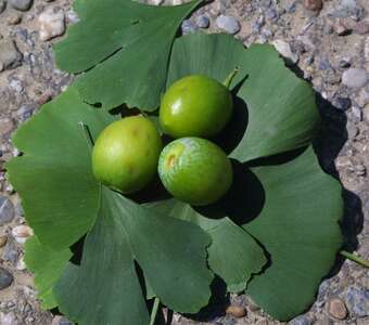 Ginkgo biloba 'King of Dongting'