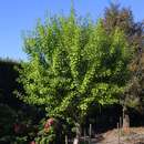 Ginkgo biloba 'Globus' - Kugel-Ginkgo