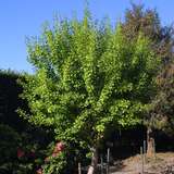 Ginkgo biloba 'Globus' - Kugel-Ginkgo