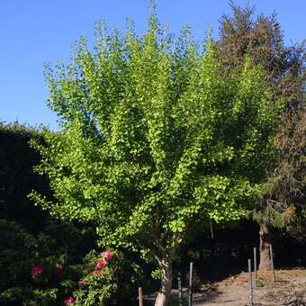 Ginkgo biloba 'Globus'