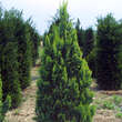 Chamaecyparis laws. 'Alumigold': Bild 1/1