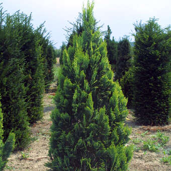 Chamaecyparis lawsoniana 'Alumigold'