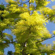 Metasequoia glyptostroboides 'Goldrush': Bild 2/5