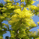 Metasequoia glyptostroboides 'Goldrush' - Gelber Urweltmammutbaum