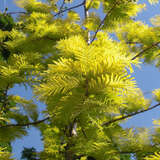 Metasequoia glypt. 'Goldrush' - Gelber Urweltmammutbaum