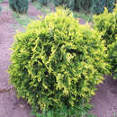 Thuja occidentalis 'Golden Globe' - Gold-Kugelthuje