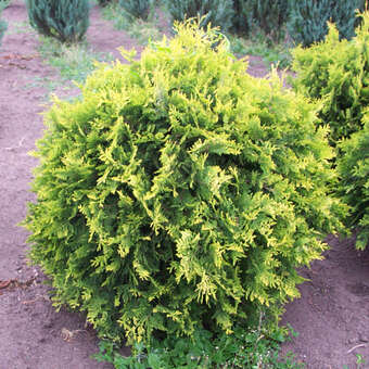 Thuja occidentalis 'Golden Globe'