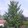 Ginkgo biloba: Bild 8/12
