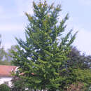 Ginkgo biloba - Ginkgo, Fächerblattbaum