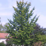 Ginkgo biloba - Ginkgo, Fächerblattbaum
