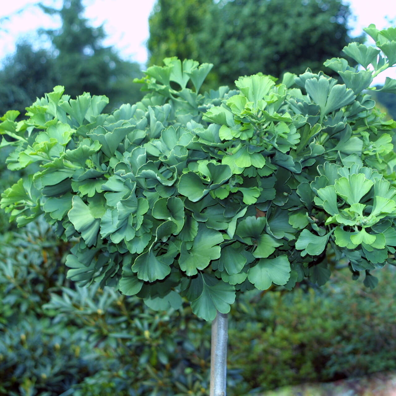 KugelGinkgo Ginkgo biloba 'Mariken' grün