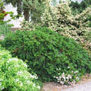 Taxus baccata 'Repandens' - Kriecheibe