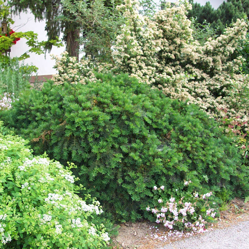 smaragd thuja pflanzen Jetzt Lebensbaum 'Smaragd' online kaufen bei Bohlken Pflanzenversand   Bohlken Pflanzenversand GbR