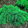 Cedrus deodara 'Feelin Blue': Bild 2/5