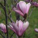 Rosa Lilien-Sternmagnolie - Magnolia 'Galaxy'