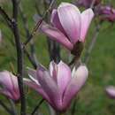 Magnolia 'Galaxy' - Lilien-Sternmagnolie