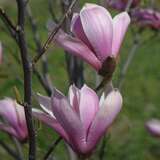 Magnolia 'Galaxy' - Lilien-Sternmagnolie