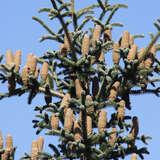 Abies pinsapo - Spanische Tanne