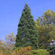 Sequoiadendron giganteum: Bild 1/8