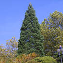 Sequoiadendron giganteum - Echter Mammutbaum