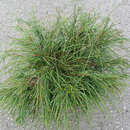 Thuja plicata 'Whipcord' - Faden-Riesenlebensbaum