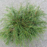 Thuja plicata 'Whipcord' - Faden-Riesenlebensbaum