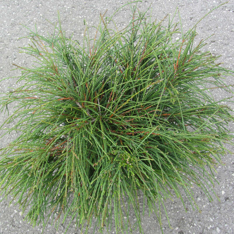 thuja smaragd 120 140 cm Lebensbaum Thuja occidentalis Smaragd 120-140 cm Hhe Ballenware