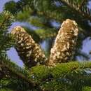 Abies nordmanniana - Nordmannstanne