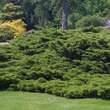 Juniperus pfitzeriana: Bild 1/1