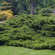 Juniperus pfitzeriana 'Pfitzeriana': Bild 1/1