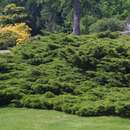Juniperus pfitzeriana 'Pfitzeriana' - Grüner Breitwacholder