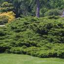 Juniperus pfitzeriana - Grüner Breitwacholder