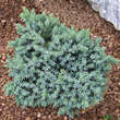 Juniperus squamata 'Blue Star': Bild 1/2