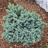 Juniperus squamata 'Blue Star' - Zwerg-Kugelwacholder