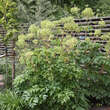 Angelica archangelica: Bild 2/3