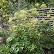 Angelica archangelica: Bild 2/3